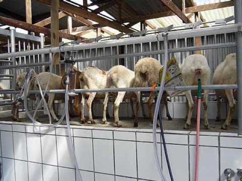Leche cruda recién ordeñada en granja y ganadería